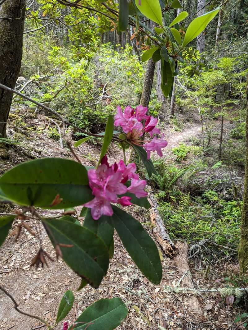 Kruse Rhododendron State Natural Reserve, Cazadero, California