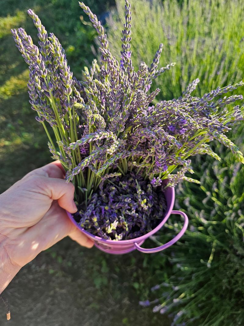 Lavender Fields in Bloom