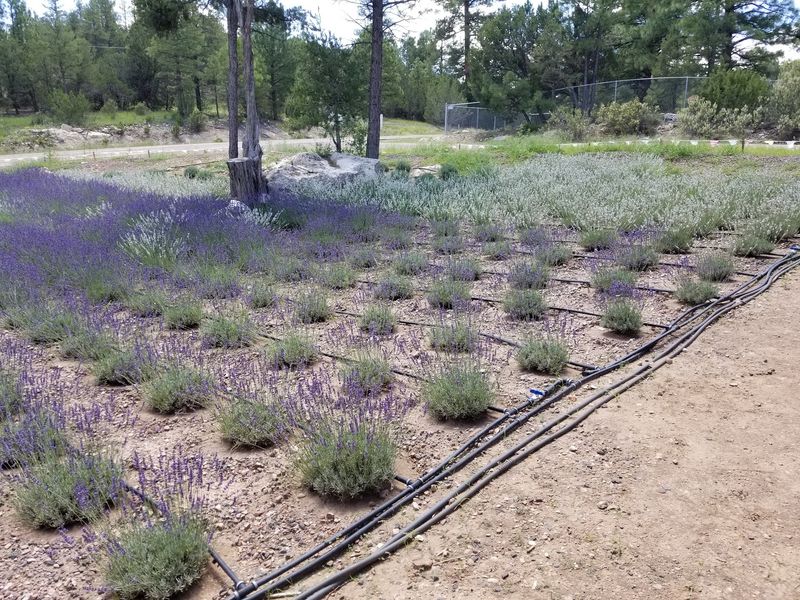 Lavender Lessons You Did Not Know You Needed