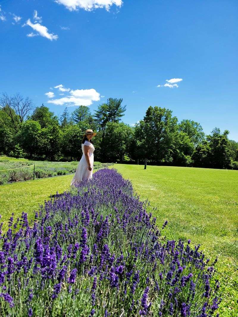 Lavender With Its Own Calendar