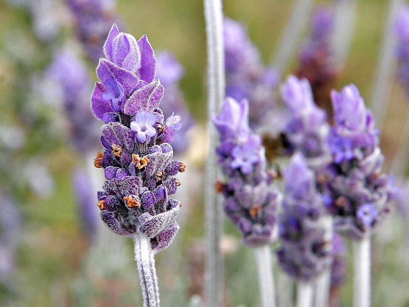 Lavender for Relaxation Lavender for Relaxation