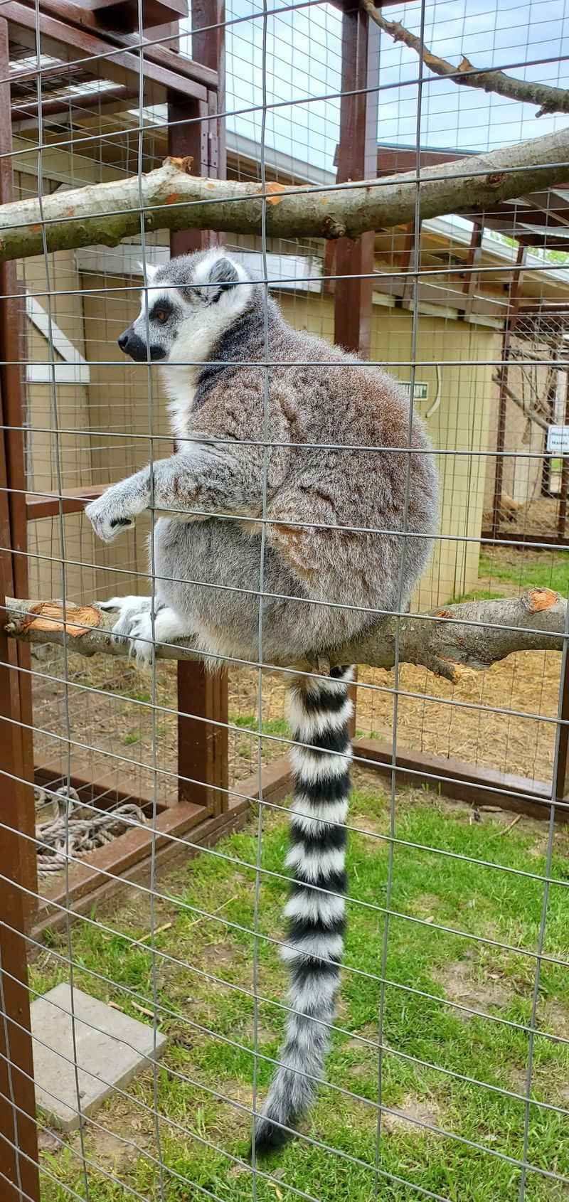 Lemurs Ready for a Treat Lemurs Ready for a Treat