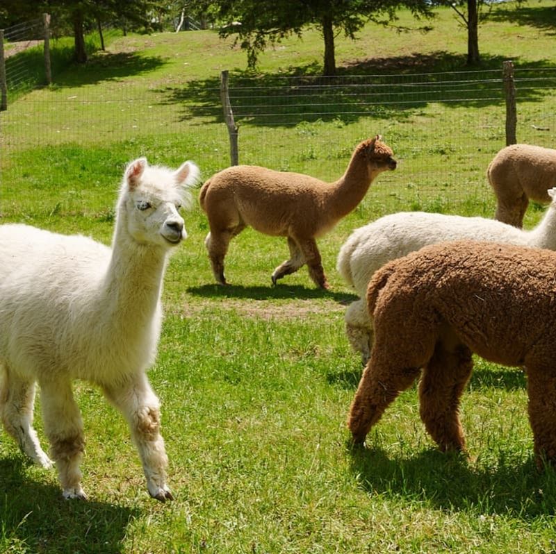 Lilymoore Alpaca and Llama Farm, Pleasant Valley, New York