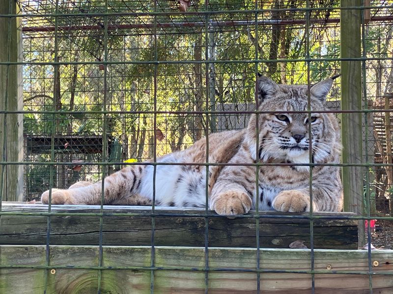 Lions, Leopards, Pumas and the Rest of the Cat Crew Lions, Leopards, Pumas and the Rest of the Cat Crew