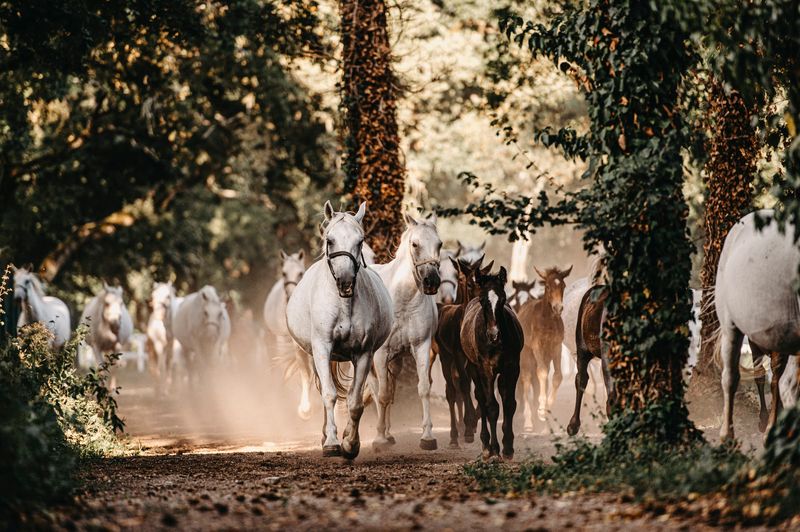 Lipica Adds Centuries Of Slovenian Horse Tradition