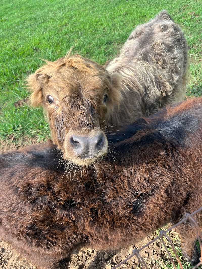Little Calves, Big Fan Club Little Calves, Big Fan Club