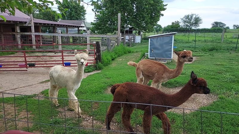 Little Creek Alpacas, Plymouth, IL Little Creek Alpacas, Plymouth, IL