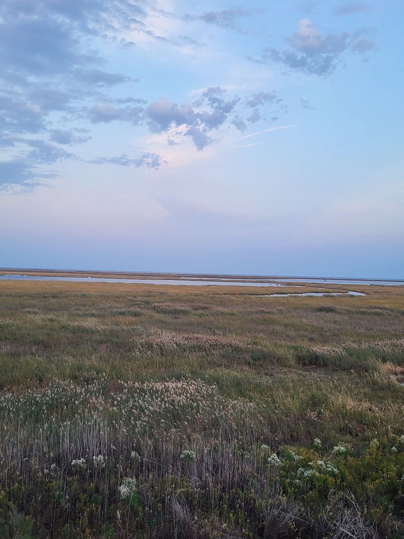 Little Creek Wildlife Area, Dover, Delaware