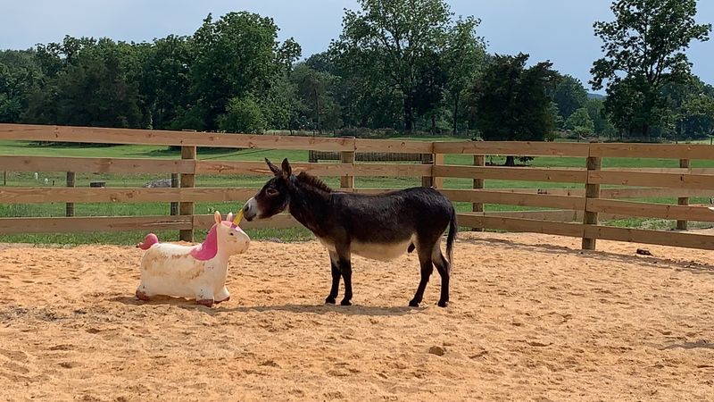 Little Longears Miniature Donkey Rescue, New Oxford, Pennsylvania Little Longears Miniature Donkey Rescue, New Oxford, Pennsylvania