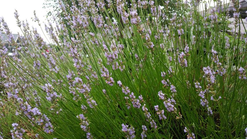 Live Lavender Plants for Patios and Yards