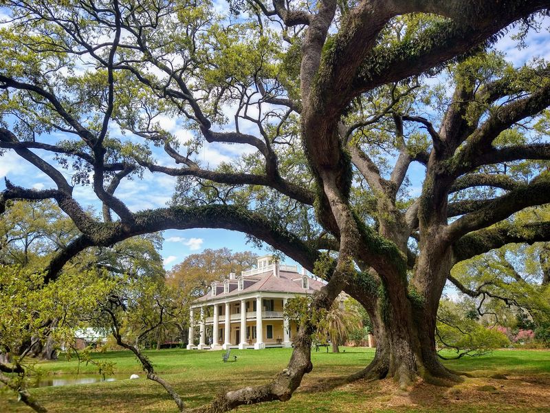 Live Oaks That Frame Every View Live Oaks That Frame Every View