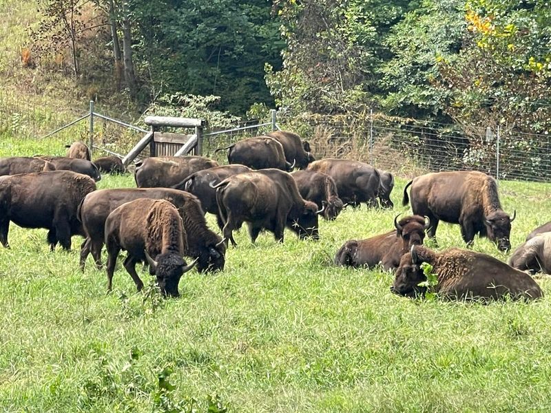 Living Reminders of the Great Plains