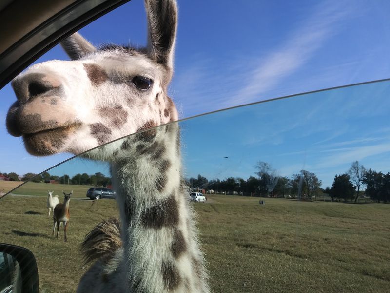 Llama Roadblocks and Bison Herds