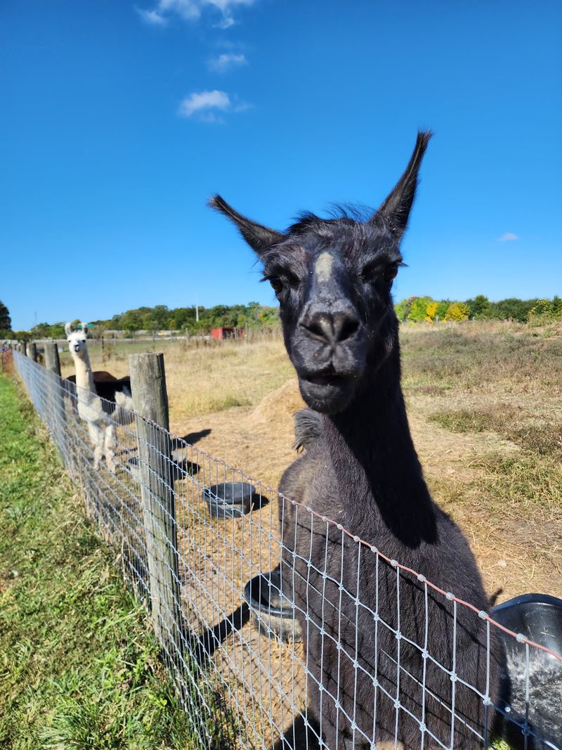 Llamas With Curious Personalities
