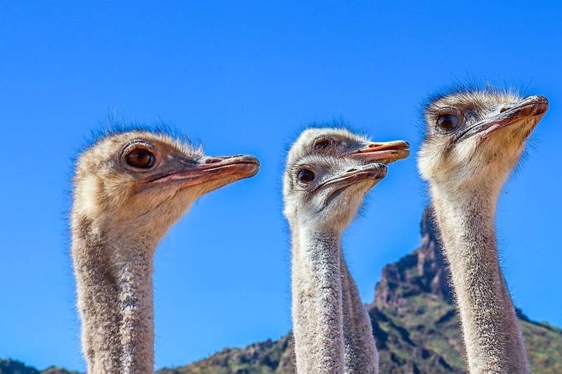 Long Necks and Hungry Beaks