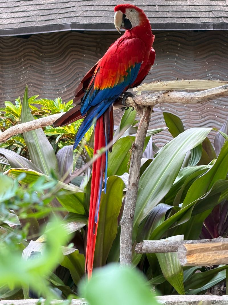 Lorikeets, Goats, and a Walkable Zoo Lorikeets, Goats, and a Walkable Zoo