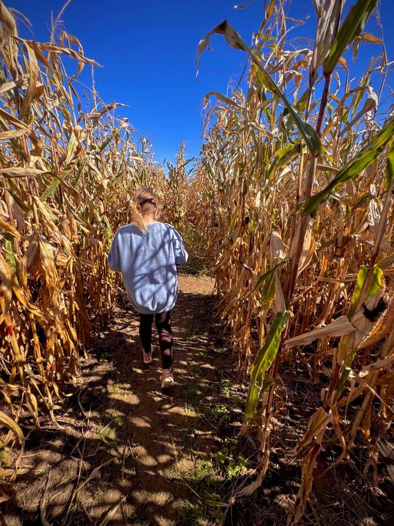 Lost on Purpose in the Corn Maze