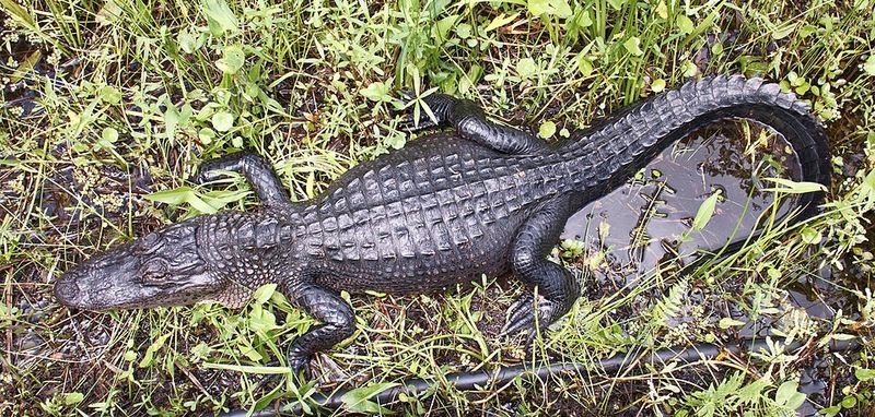 Louisiana: American Alligator, Jean Lafitte National Historical Park and Preserve, Marrero, Louisiana Louisiana: American Alligator, Jean Lafitte National Historical Park and Preserve, Marrero, Louisiana
