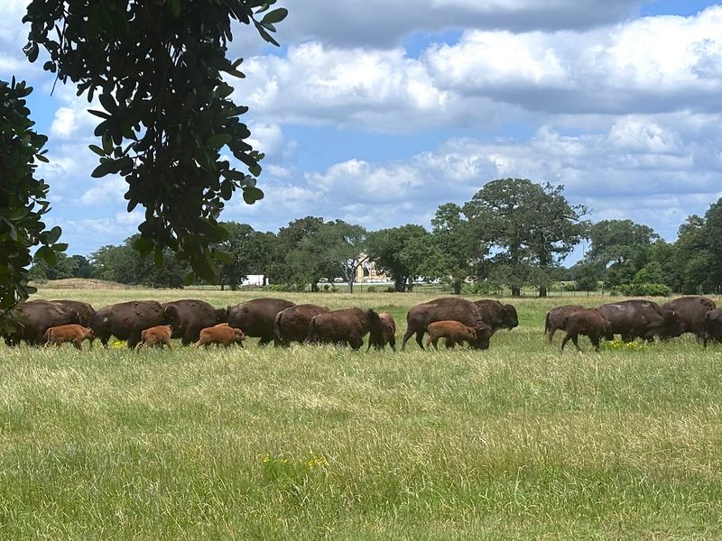 Lucky B Bison Ranch, Bryan, Texas