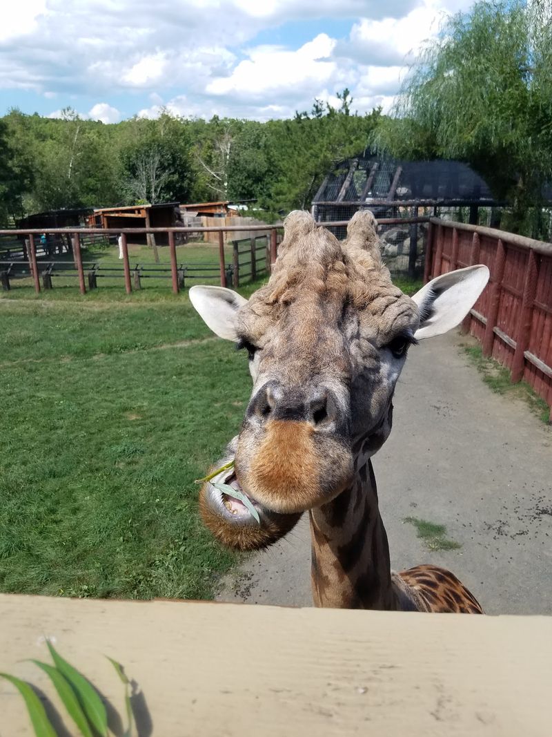 Lupa Zoo