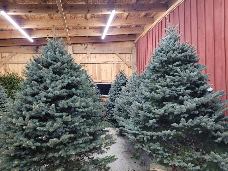 MOUNTAIN CREEK TREE FARM MOUNTAIN CREEK TREE FARM