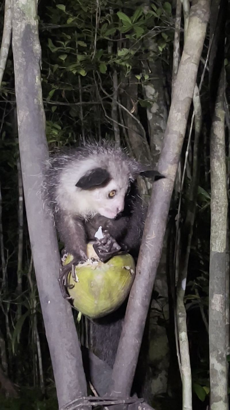 Madagascar: Aye-Ayes