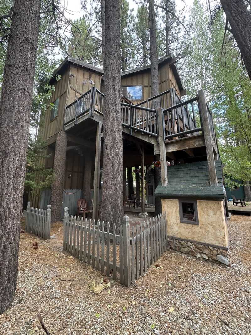 Magic Among the Trees