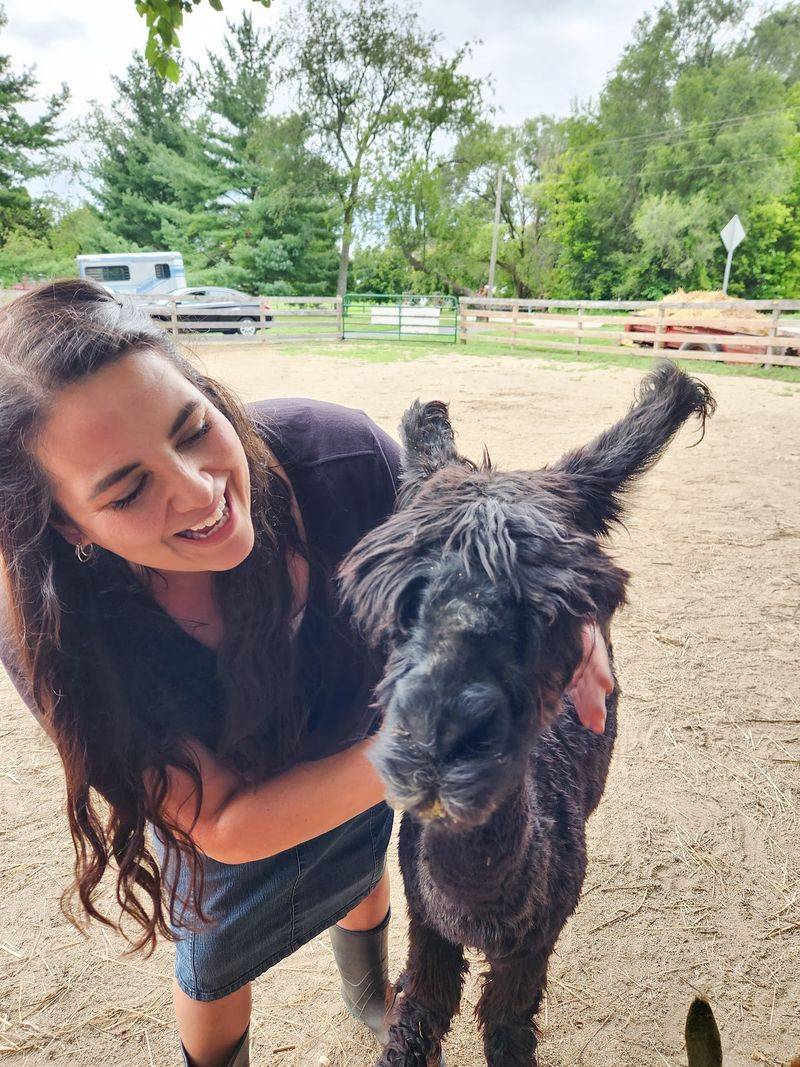 Magic Meadows Alpacas, Wonder Lake, IL Magic Meadows Alpacas, Wonder Lake, IL