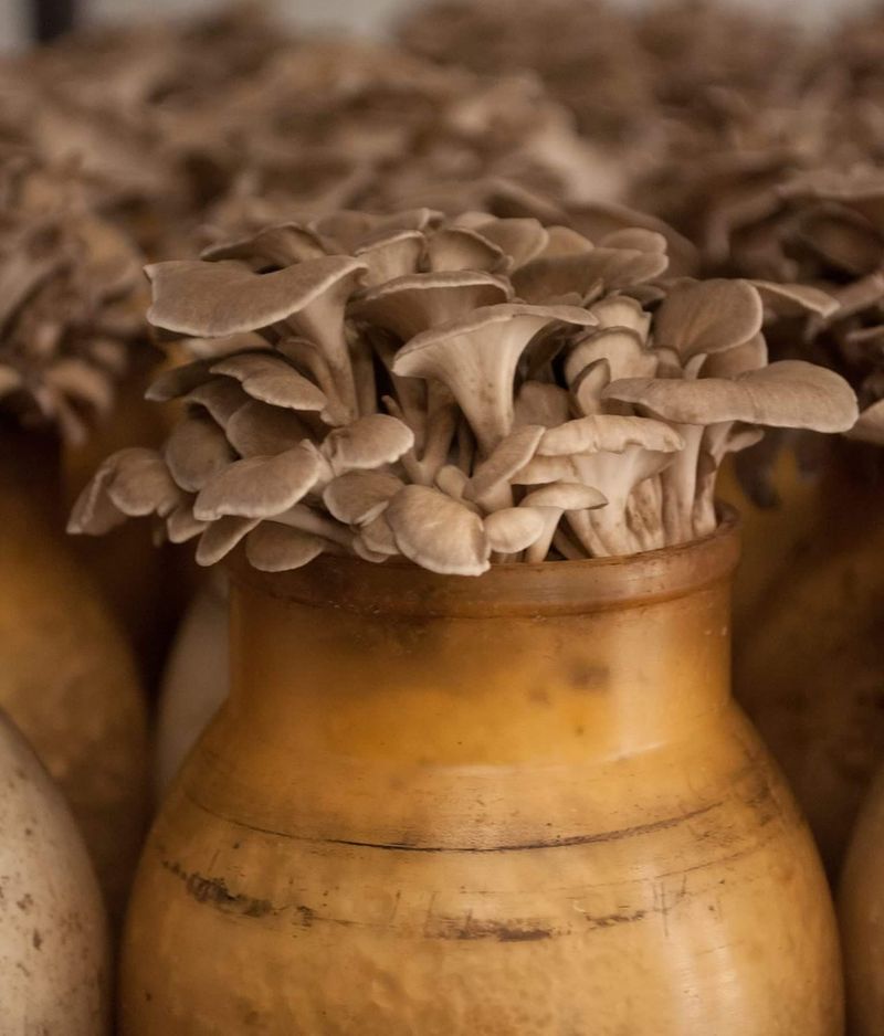 Maitake, the Insider Tip Maitake, the Insider Tip