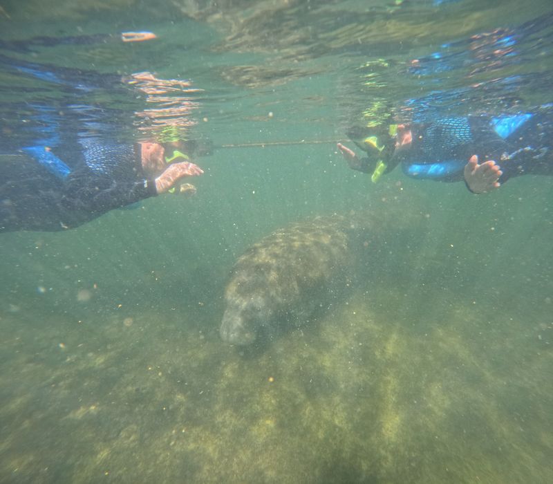 Manatee Manners Come First Here Manatee Manners Come First Here