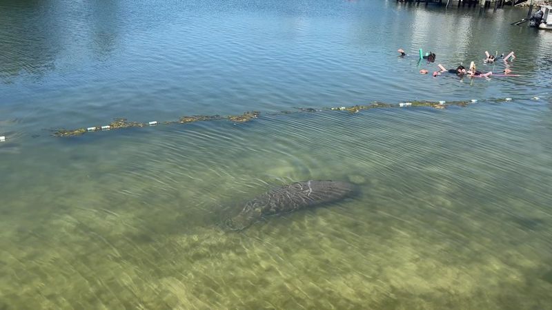 Manatees Might Swim Right Past Your Snorkel Mask Manatees Might Swim Right Past Your Snorkel Mask