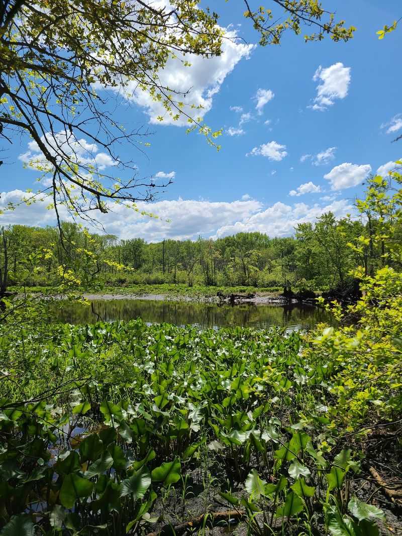 Marshland Without the Extra Claims Marshland Without the Extra Claims