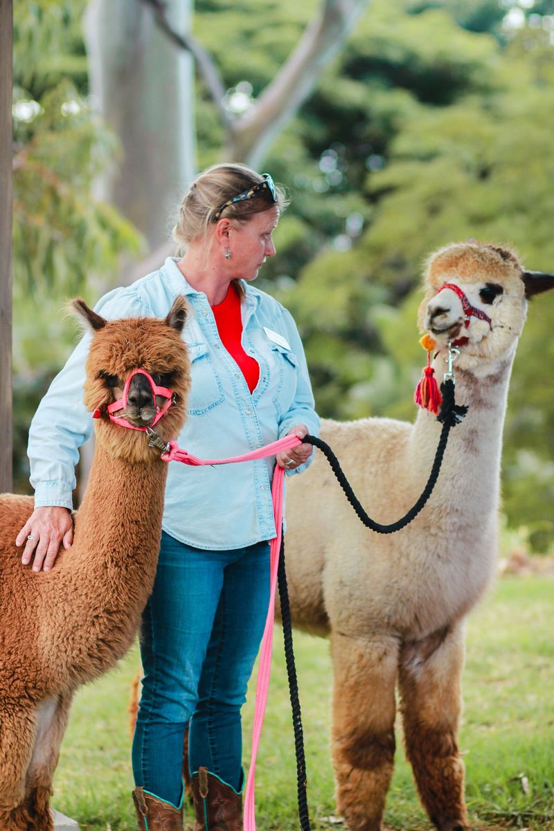 Maui Alpaca, Makawao, Hawaii