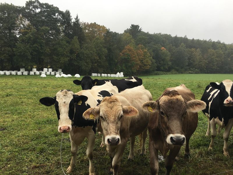 Mayval Farm Creamery and Farm Store