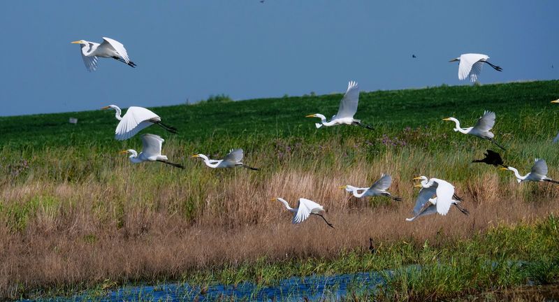 McPherson Valley Wetlands Wildlife Area, McPherson, Kansas