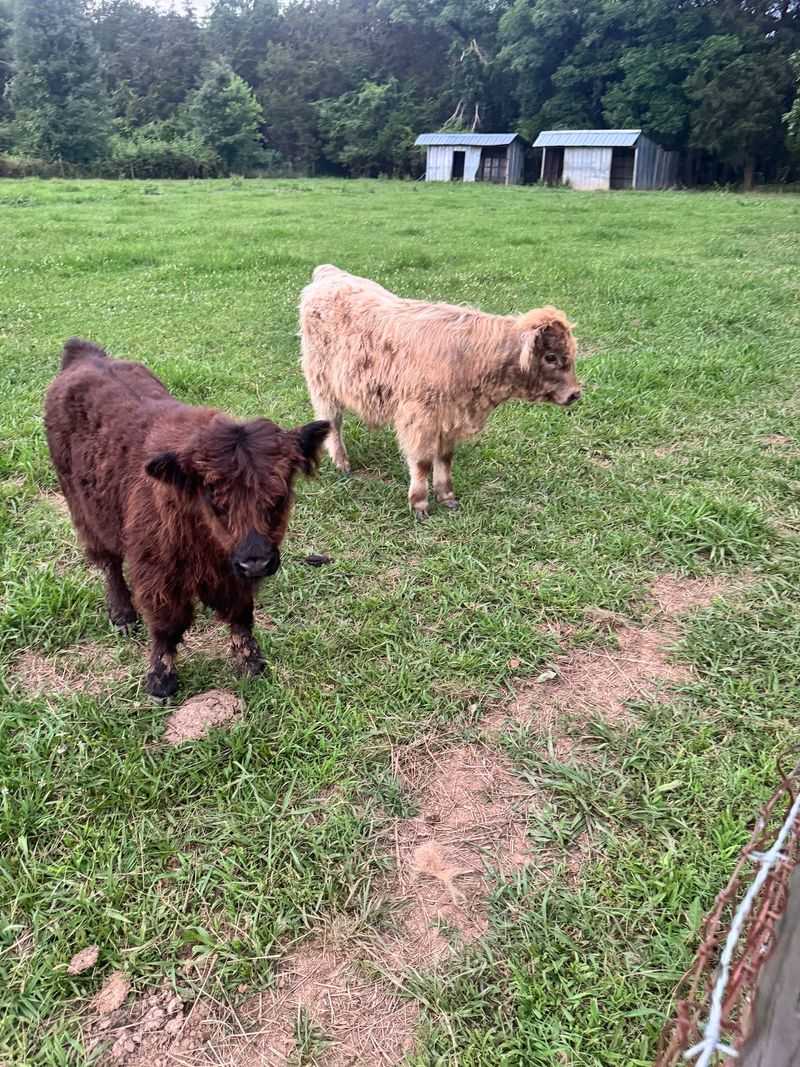 Meet Bella, Oliver, Daisy, Thor and Odin Meet Bella, Oliver, Daisy, Thor and Odin