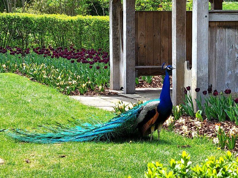 Meet The 47-Acre Estate With Peacocks On Patrol