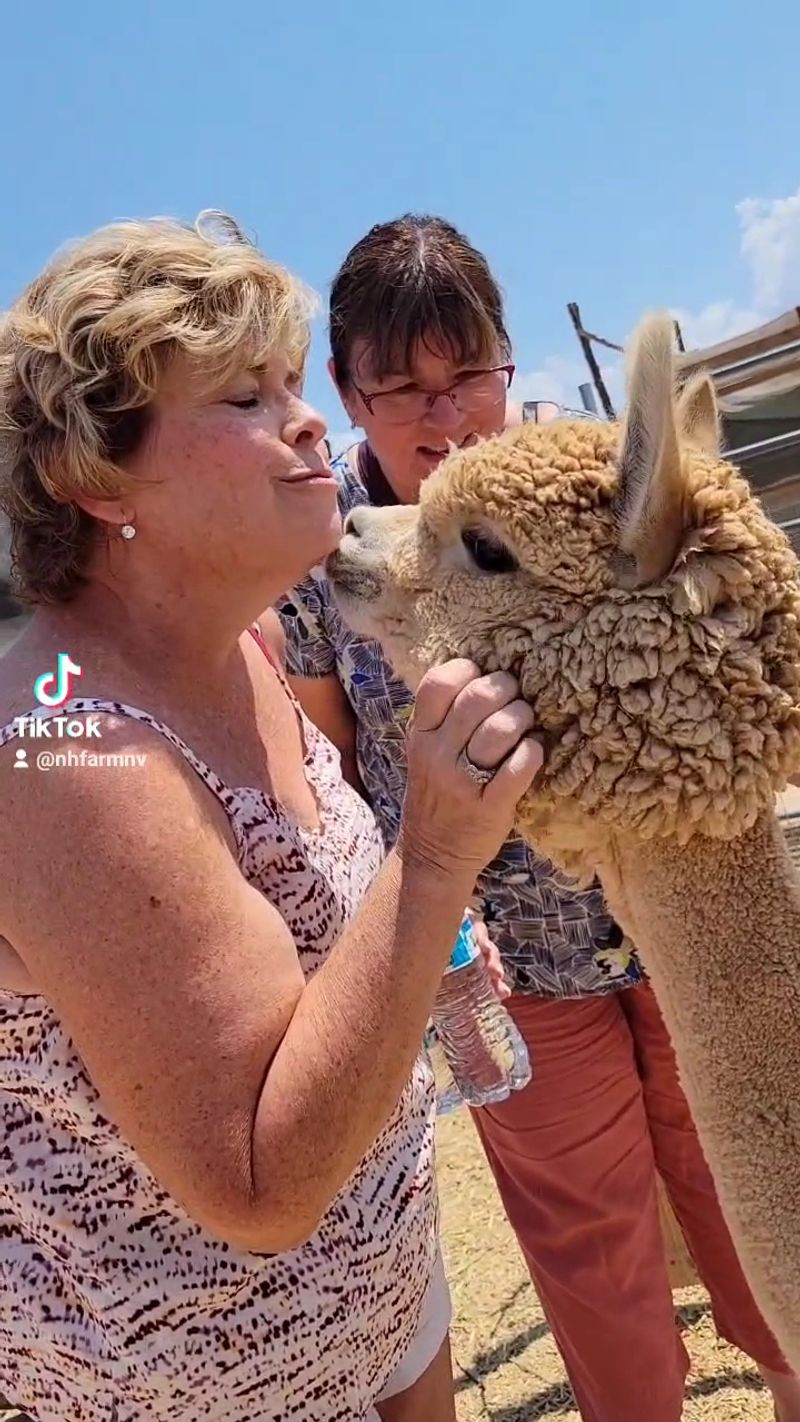 Meet The Alpacas Of Pahrump