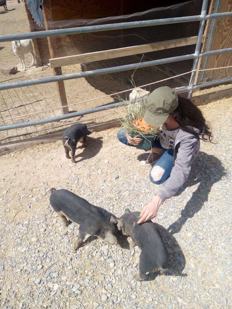 Meet The Goats, Pigs, And Guinea Pigs