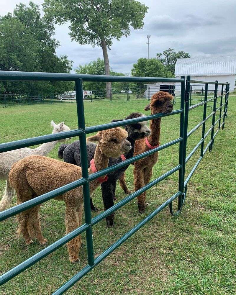 Meet The Herd Behind The Fence