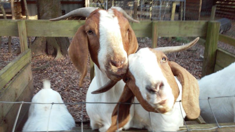 Meet the Boer Goats Meet the Boer Goats
