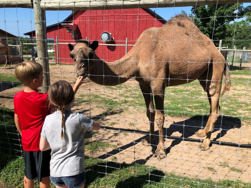 Meet the Camels Who Run the Show