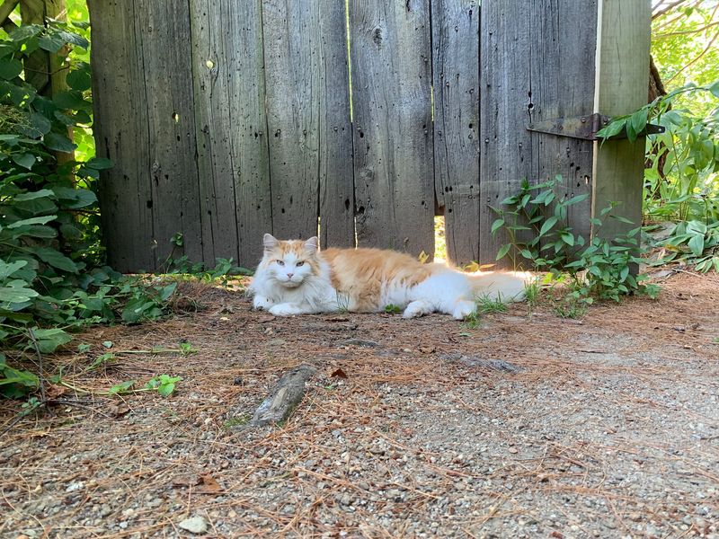 Meet the Cat on Patrol and Friends Meet the Cat on Patrol and Friends