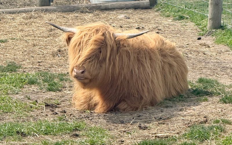 Meet the Highland Cow and Friends Meet the Highland Cow and Friends