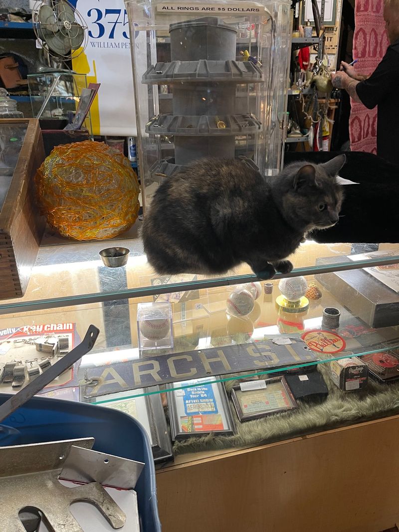 Meet the Shop Cats at the Counter