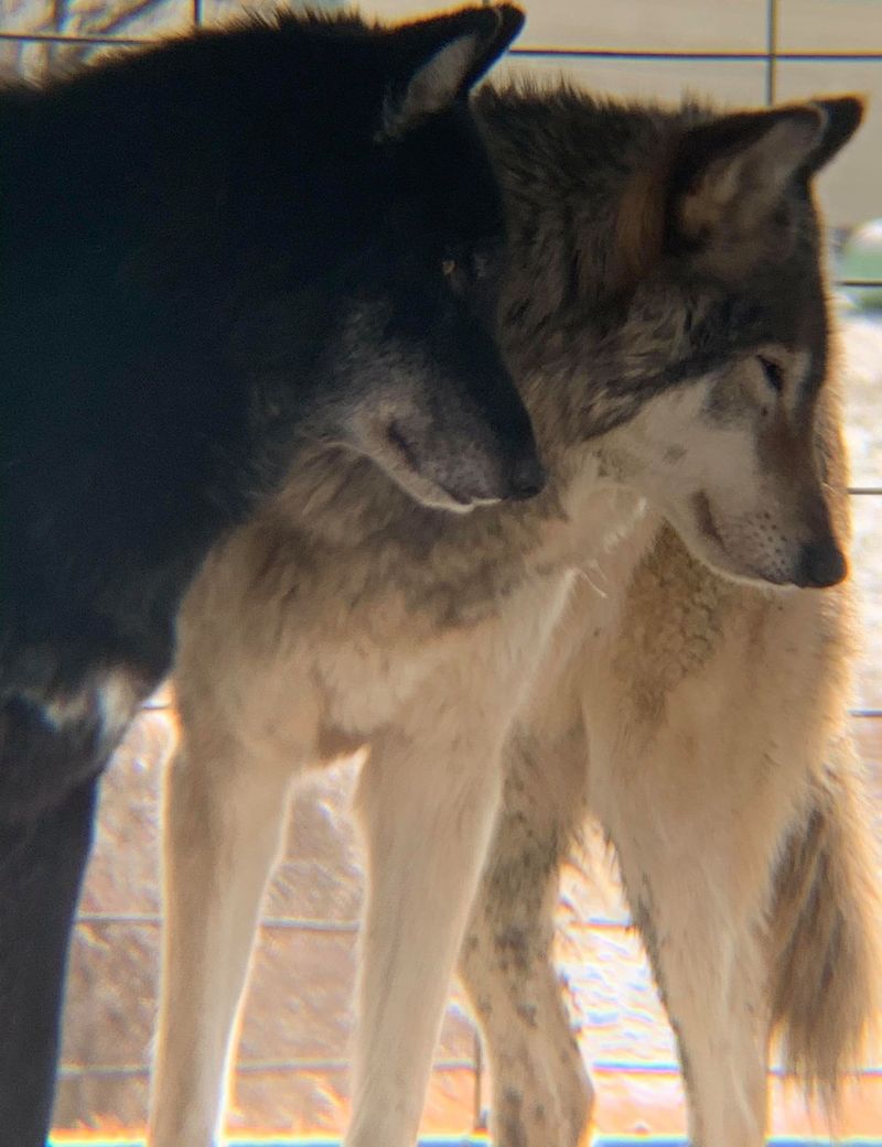 Meeting Wolves And Wolf Dogs Up Close