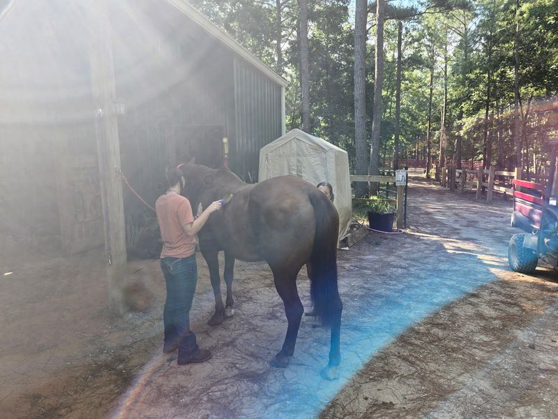 Meeting Your Horse Before You Climb On Meeting Your Horse Before You Climb On