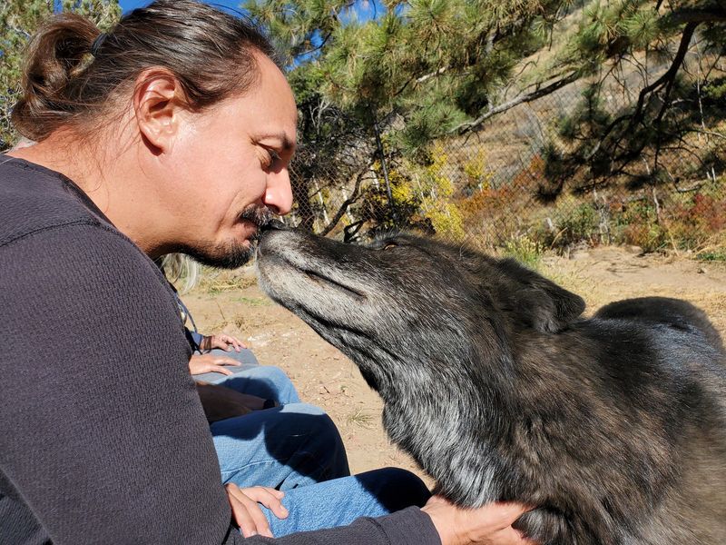 Meeting an Ambassador Wolf