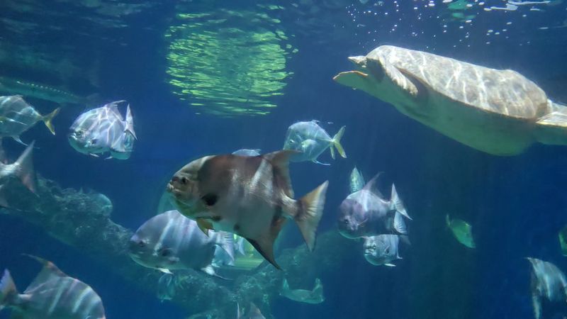 Meeting the Big Turtles Up Close