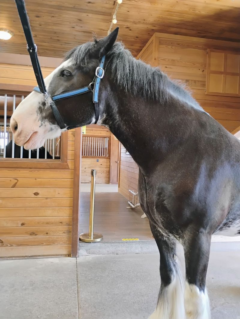 Meeting the Clydesdales Up Close